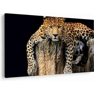 Obraz - Gepard, jednodielne 150x100 cm