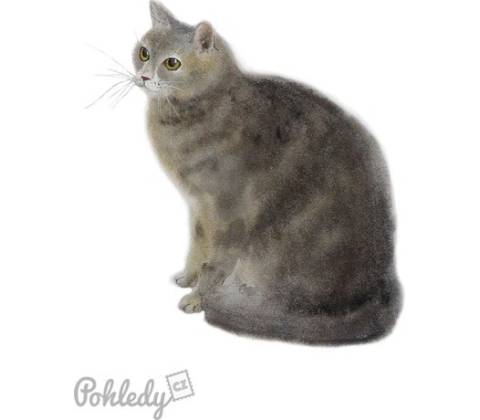 Pohlednice Kočička