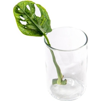 Gardners Monstera adansonii Monkey Mask - řízek k zakořenění Monstera, Adansonova monstera, Švýcarský sýr