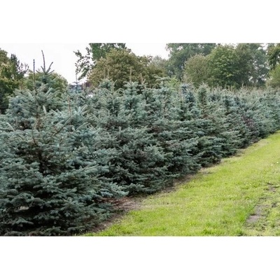 Smrek pichľavý (Picea pungens) ´GLAUCA´ - výška 80-100 cm, kont. C12L