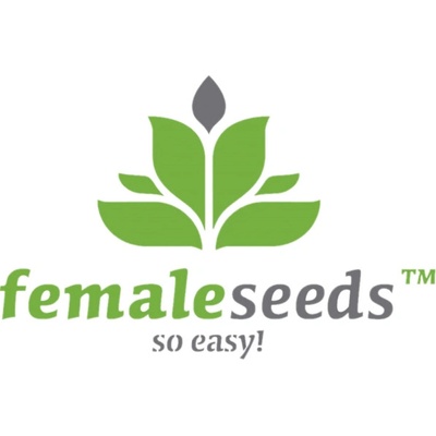 Female Seeds Dream Berry semena neobsahují THC 4 ks