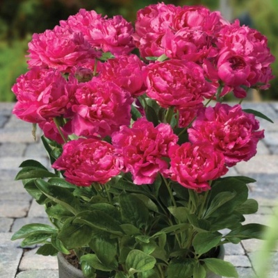 Pivoňka Patio London Paeonia lactiflora hlízy pivoňky 1 ks
