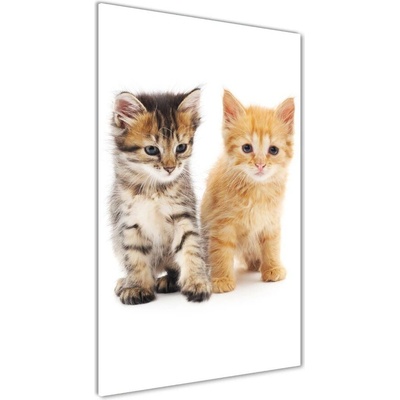 Vertikálny foto obraz sklo tvrdené Sivá a červená mačka 50x100 cm