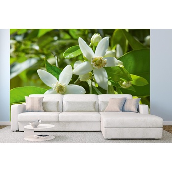 DIMEX ART s. r. o Самозалепваща се флизелинова фототапета бяло цвете 375 x 250 см