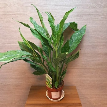 Spathiphyllum Diamond Variegata 1 - Heureka.cz