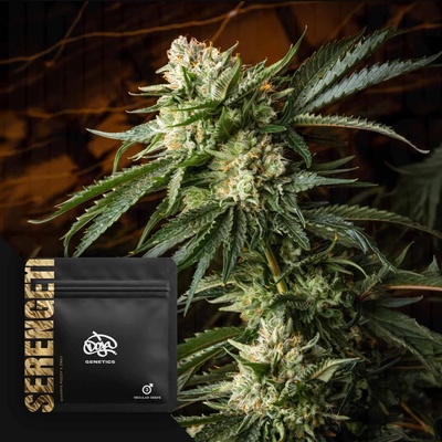 Doja Genetics Serengeti regular semienka neobsahujú THC 3 ks