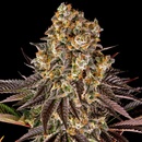 Barney's Farm Gelato #45 semena neobsahují THC 3 ks