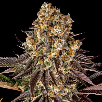 Barney's Farm Gelato #45 semena neobsahují THC 3 ks