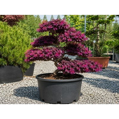 Loropetalum čínske Rubra, Bonsaj, výška 100-120 cm, kvetináč 50 l