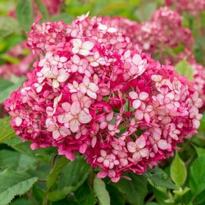 Hortenzia stromčekovitá (Hydrangea arborescens) ‘RUBY ANNABELLE’® Proven Winners® - výška 40-50 cm, kont. C3L