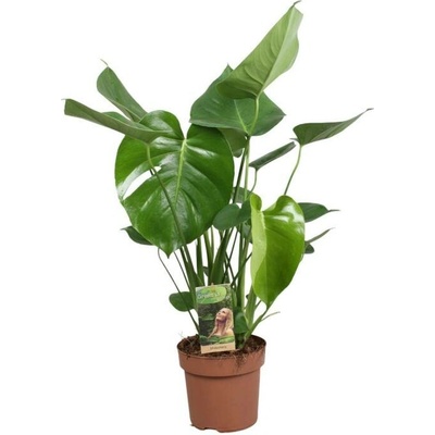Monstera skvostná, Monstera deliciosa, průměr květináče 17 cm