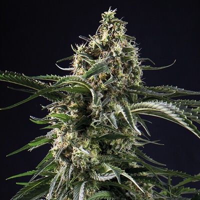 Anesia Seeds Big Bazooka semienka neobsahujú THC 10 ks