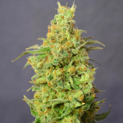 House Of The Great Gardener Orange Barb semena neobsahují THC 6 ks