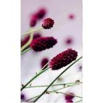 DIMEX ART Флизелинов фототапет лилаво цвете 150 x 250 см