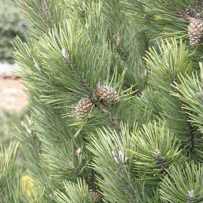 Borovica horská Botanico Pinus mugo 'Gnom' výška 50-60 cm kvetináč 10 l