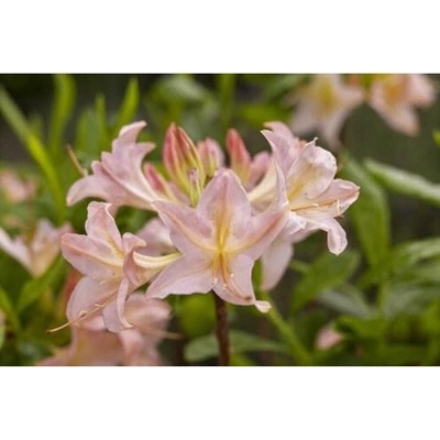 Azalka veľkokvetá (Azalea Mollis) ´CHANEL´ - výška 40-60 cm, kont. C3L