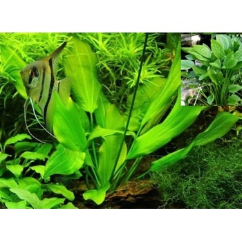 Echinodorus argentinensis