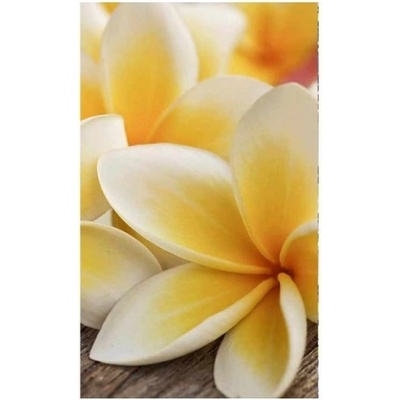 DIMEX ART Флизелинов фототапет плумерия 150 x 250 см