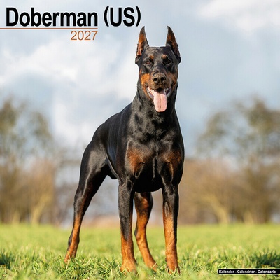 AVONSIDE Doberman, 30 x 30 cm 2027