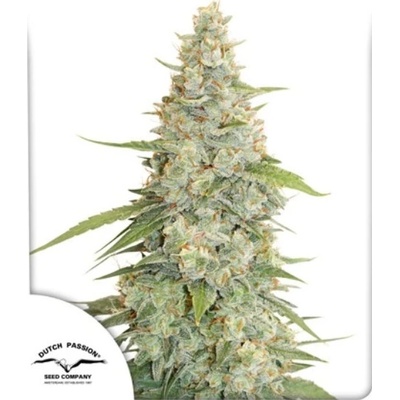 Dutch Passion Meringue semena neobsahují THC 10 ks