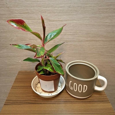 Aglaonema Jungle Red č1