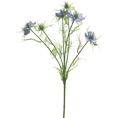 Černucha - Nigella damascena modrá 66cm