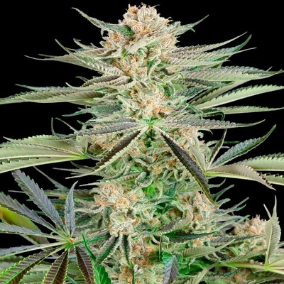 Sensi Seeds Research Screwdriver OG semienka neobsahujú THC 1 ks
