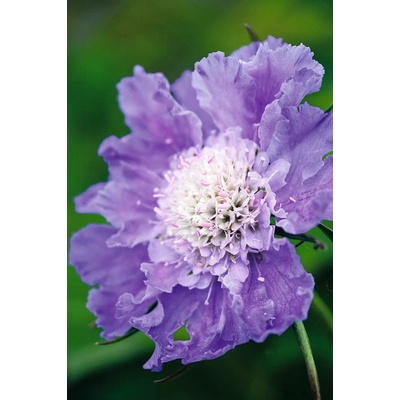 Scabiosa caucasica PERFECTA MID BLUE - hlaváč kavkazský