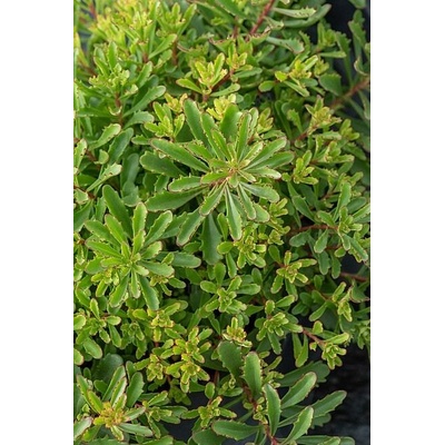 Sedum floriferum Velikost hrnku: 10,5cm