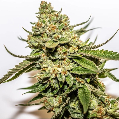 Vision Seeds Cereal Milk x OG Kush semienka neobsahujú THC 3 ks