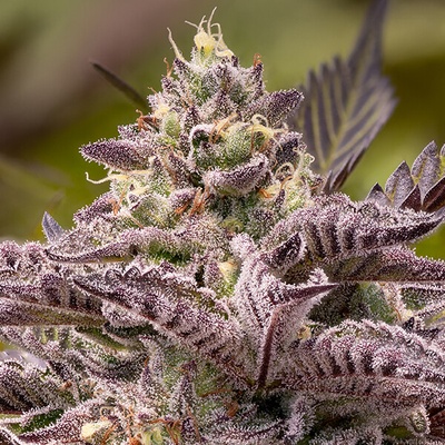 Anesia Seeds Tahiti Vibez Auto semienka neobsahujú THC 10 ks