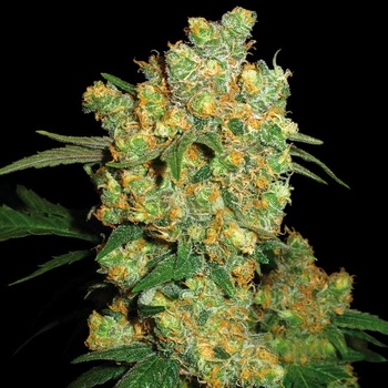Sensi Seeds Big Bud regular semena neobsahují THC 10 ks