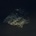 MULTICAST DYNAMICS - LOST WORLD CD