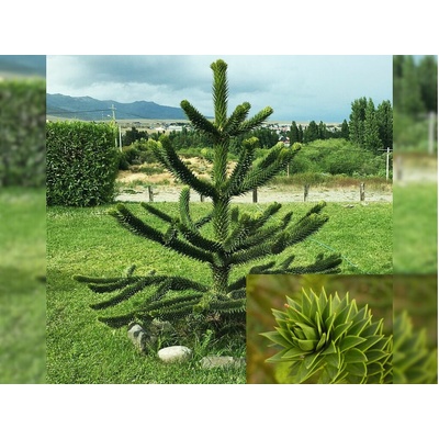 Araukária andská, výška 30-40 cm, kvetináč 19 cm