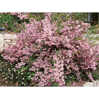 Kolkvícia ľúbezná Pink Cloud, výška 20-30 cm, kvetináč 2 l