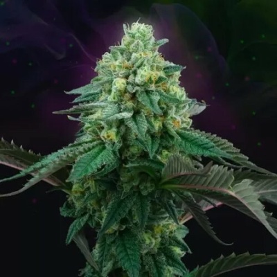 Perfect Tree Pink Gasoline semienka neobsahujú THC 3 ks