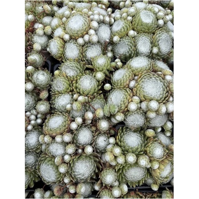 Sempervivum arachnoidemum tomentosum - netřesk