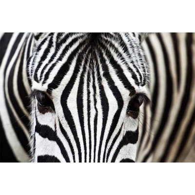 Dimex MS-5-0234 vliesová fototapeta na zeď Zebra, rozmery 375 x 250 cm