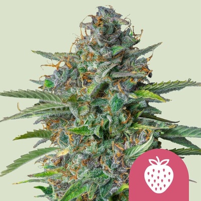 Royal Queen Seeds Strawberry Cough semienka neobsahujú THC 10 ks