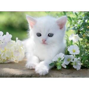 Ravensburger - Puzzle White Kitten - 1 500 piese