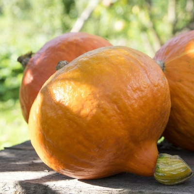 BIO Tekvica Uchiki kuri - Cucurbita maxima - bio semená tekvice - 5 ks