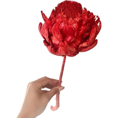 Sušený artyčok XL červený 30-40cm, květ Ø 10-12cm