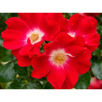 Ruža popínavá Red Queen, výška 50-60 cm, kvetináč 1,5 l