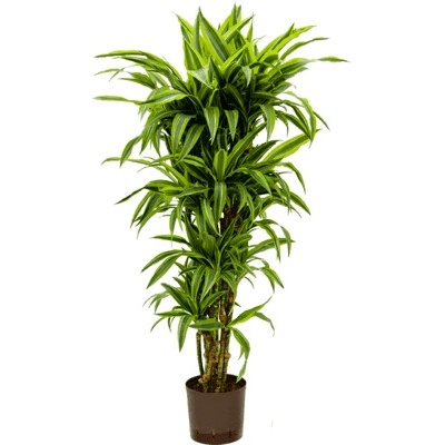 Dracaena fragrans "Lemon lime" Branched multi 22/19 výška 130 cm