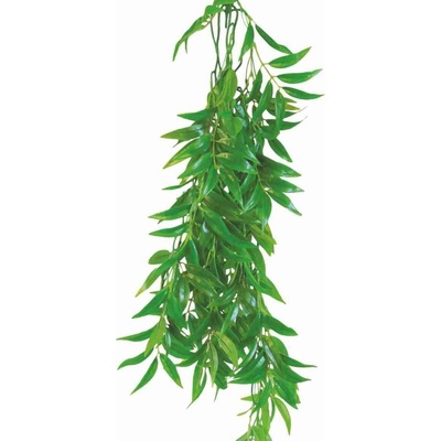 Happet Ficus Longifolia 50 cm
