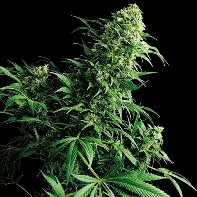 Sensi Seeds Shiva Shanti regular semienka neobsahujú THC 10 ks