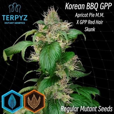 TerpyZ Mutant Genetics Korean BBQ GPP regular semienka neobsahujú THC 10 ks