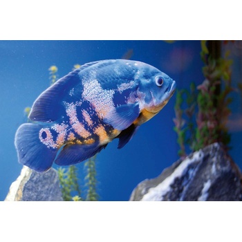 DIMEX ART s. r. o Флизелинов фототапет голяма синя риба 375 x 250 см