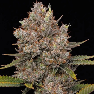 Humboldt Seed Company Hella Jelly Auto semienka neobsahujú THC 5 ks