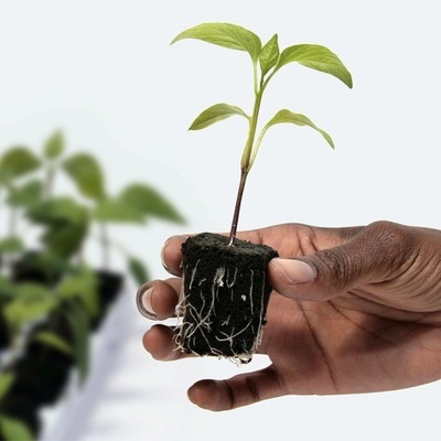 Growth Technology Root Riot, samostatná kostka bez sadbovače, 1ks